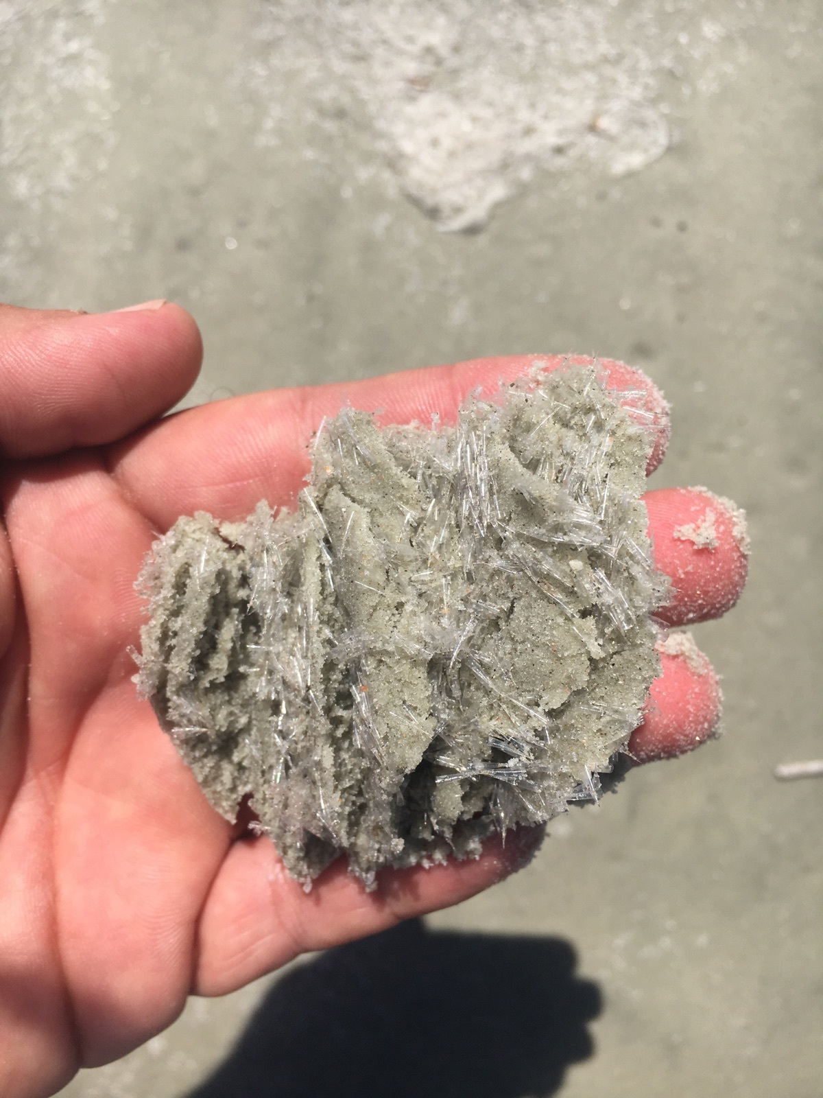 Mollusks, known as sea butterflies, have been washing ashore. Photo courtesy of the Volusia County Beach Safety Ocean Rescue.
