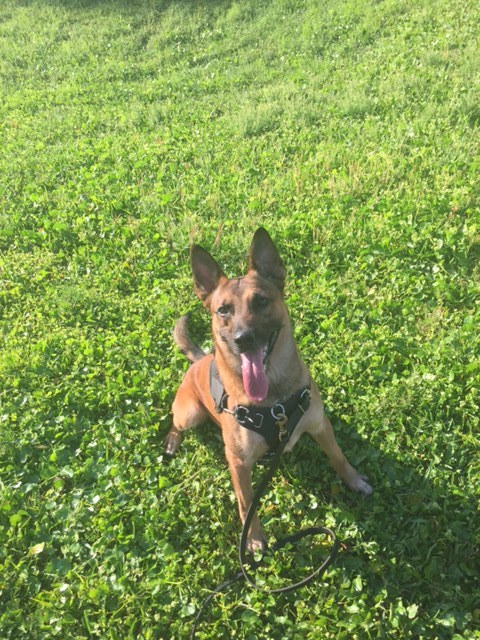 Edgewater Police Department K-9, Kilo. Photo courtesy of the Edgewater Police Department