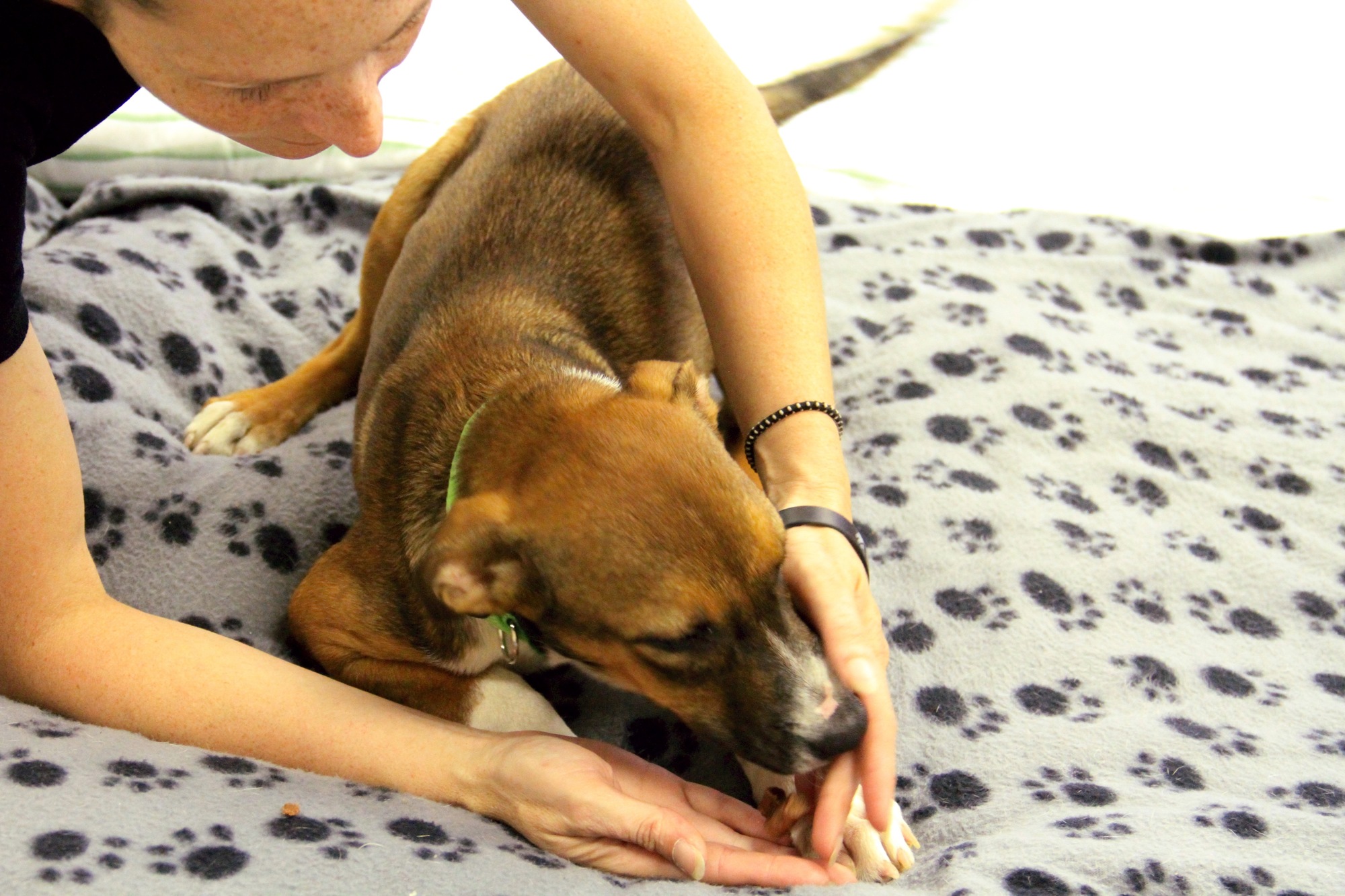 Audra Spurio, director of operations, plays with a rescue. Photo by Nichole Osinski