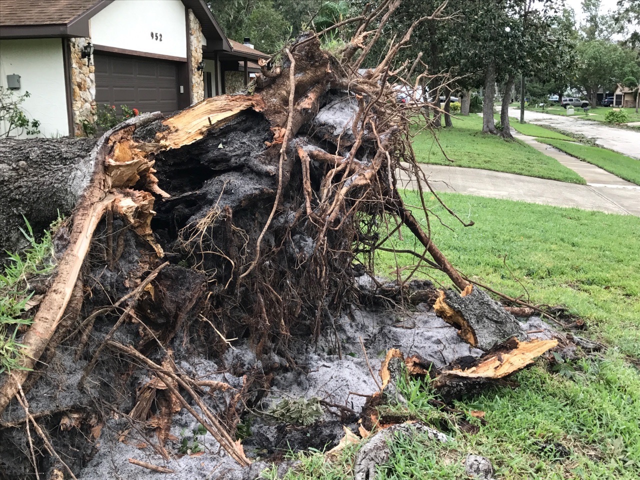 The oak tree fell in the area of one of the resident’s bedrooms. Photo courtesy of Janice Ramos