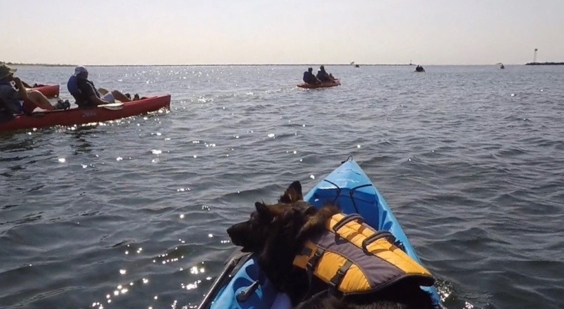 Falco watches kayakers as they make their way to Long Island. Photo courtesy of Aaron Tucker