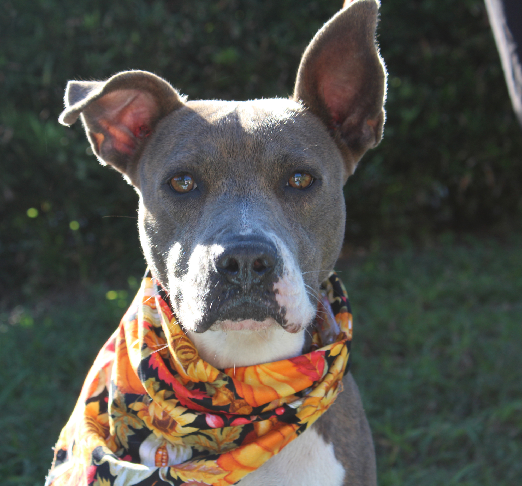 A dog from the Halifax Humane Society that will be up for adoption during the event. Photo courtesy of the Halifax Humane Society