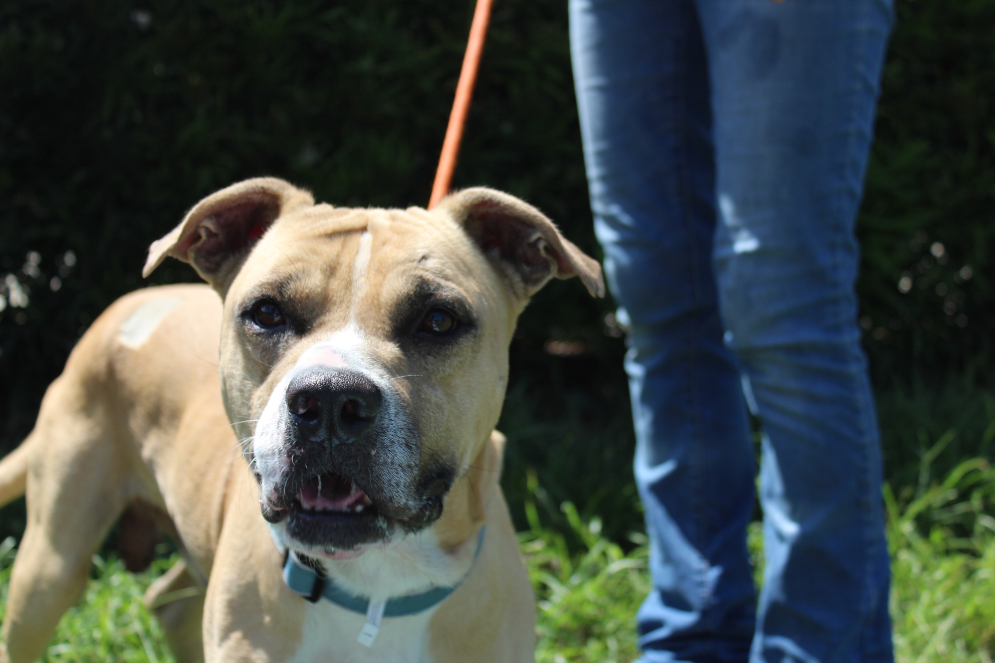 Sonny. Photo courtesy of the Halifax Humane Society