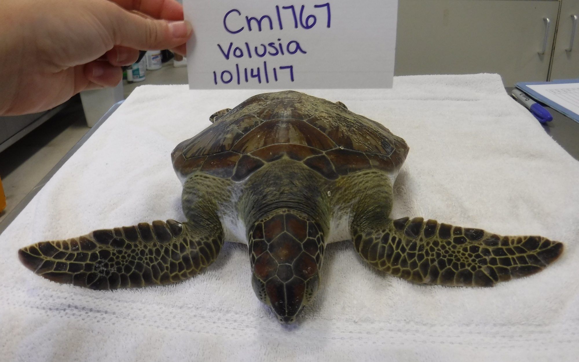 Hendrix the green sea turtle. Photo courtesy of Volusia County