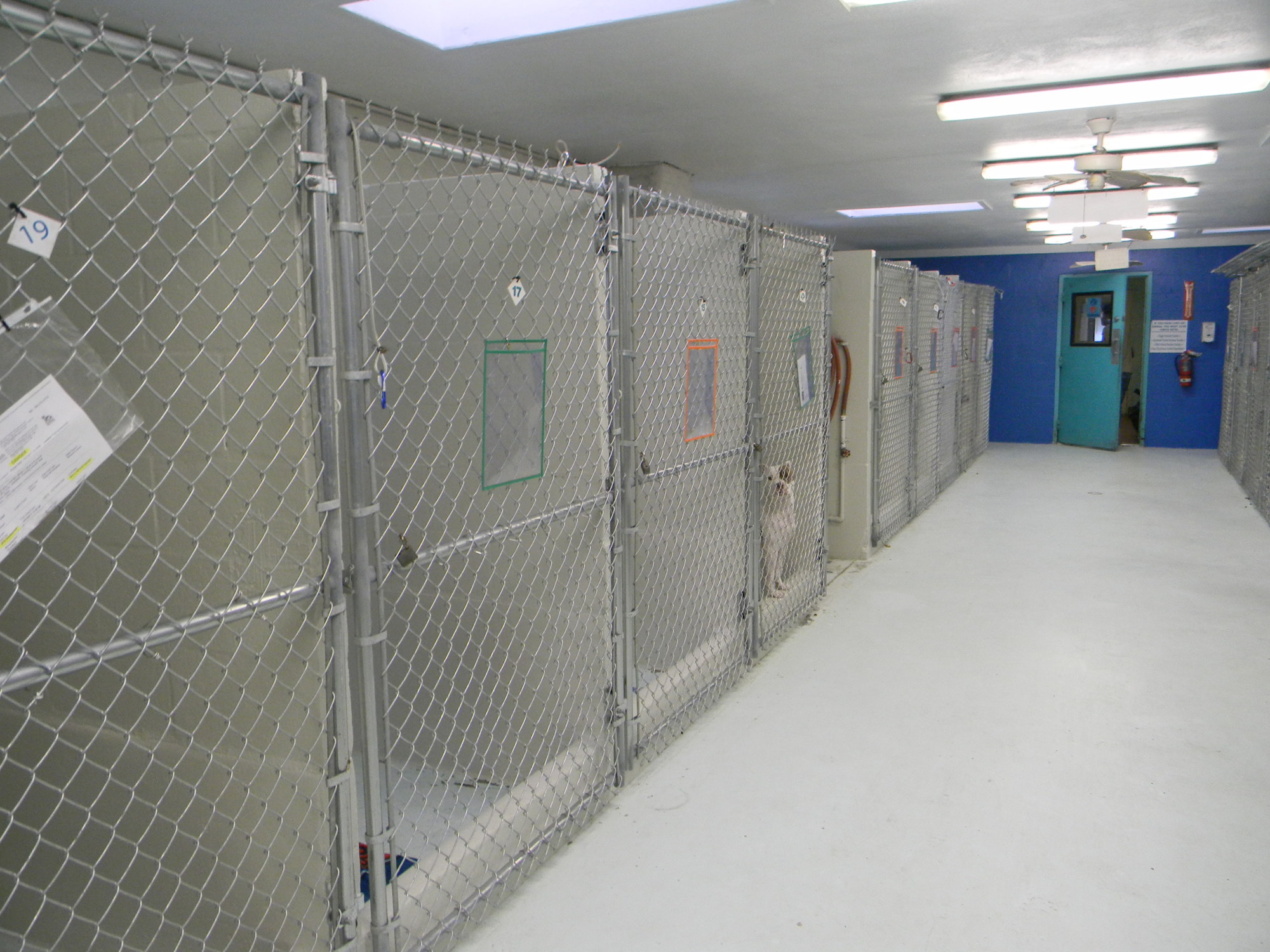 An after picture of the Halifax Humane Society kennels. Photo courtesy of the Halifax Humane Society