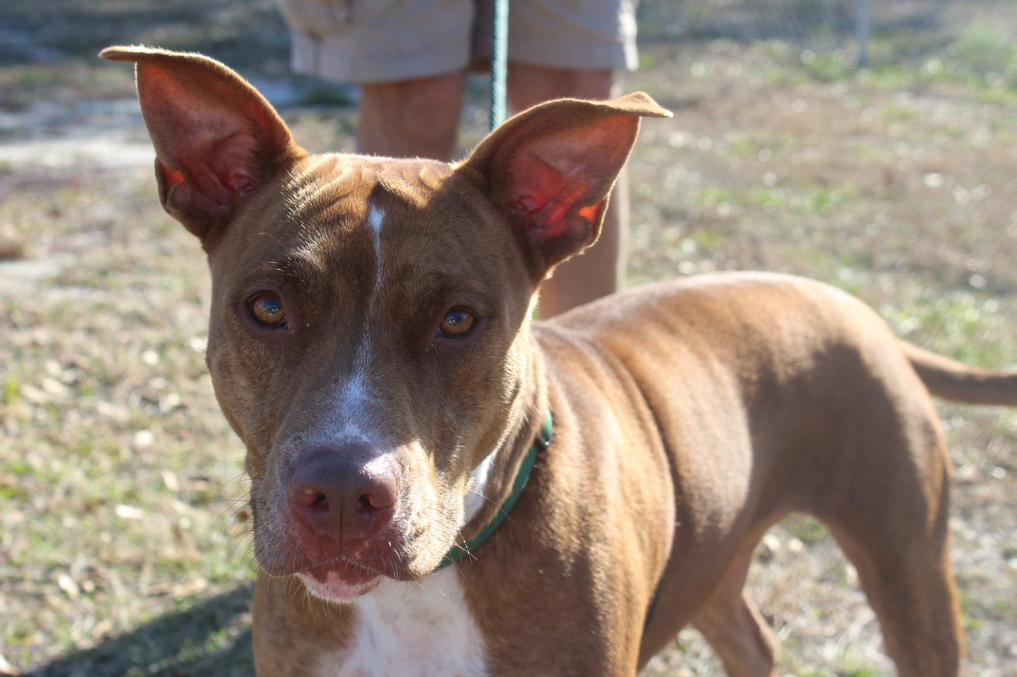 Ana. Photo courtesy of the Halifax Humane Society