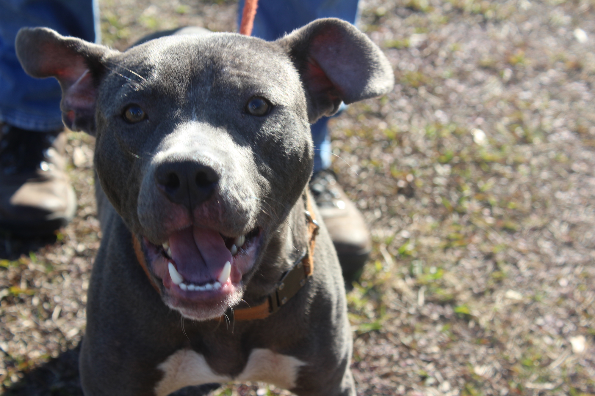 Smurfy. Photo courtesy of the Halifax Humane Society