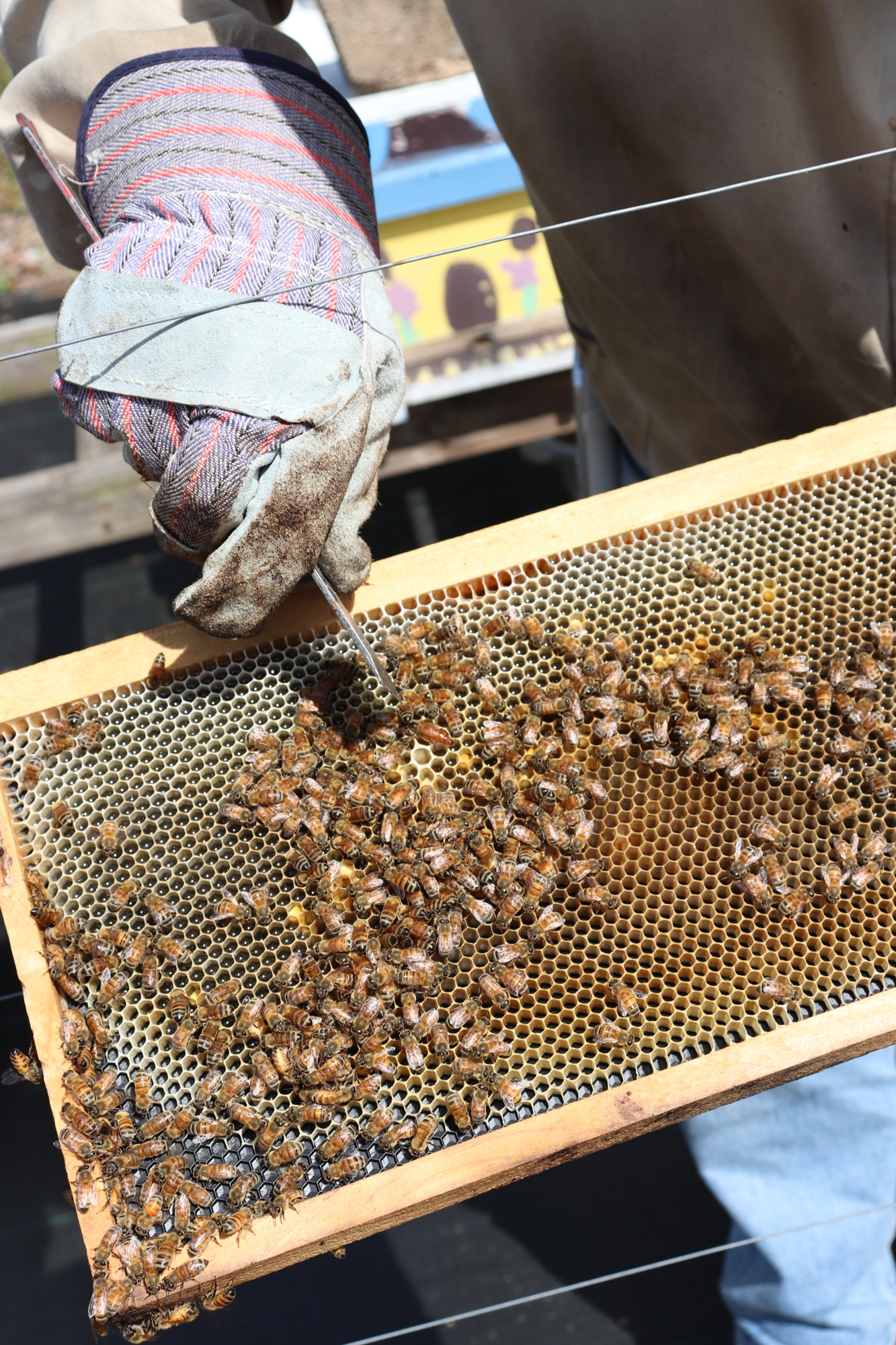 A beekeeper points to the queen bee. Photo courtesy of Tim Blodgett