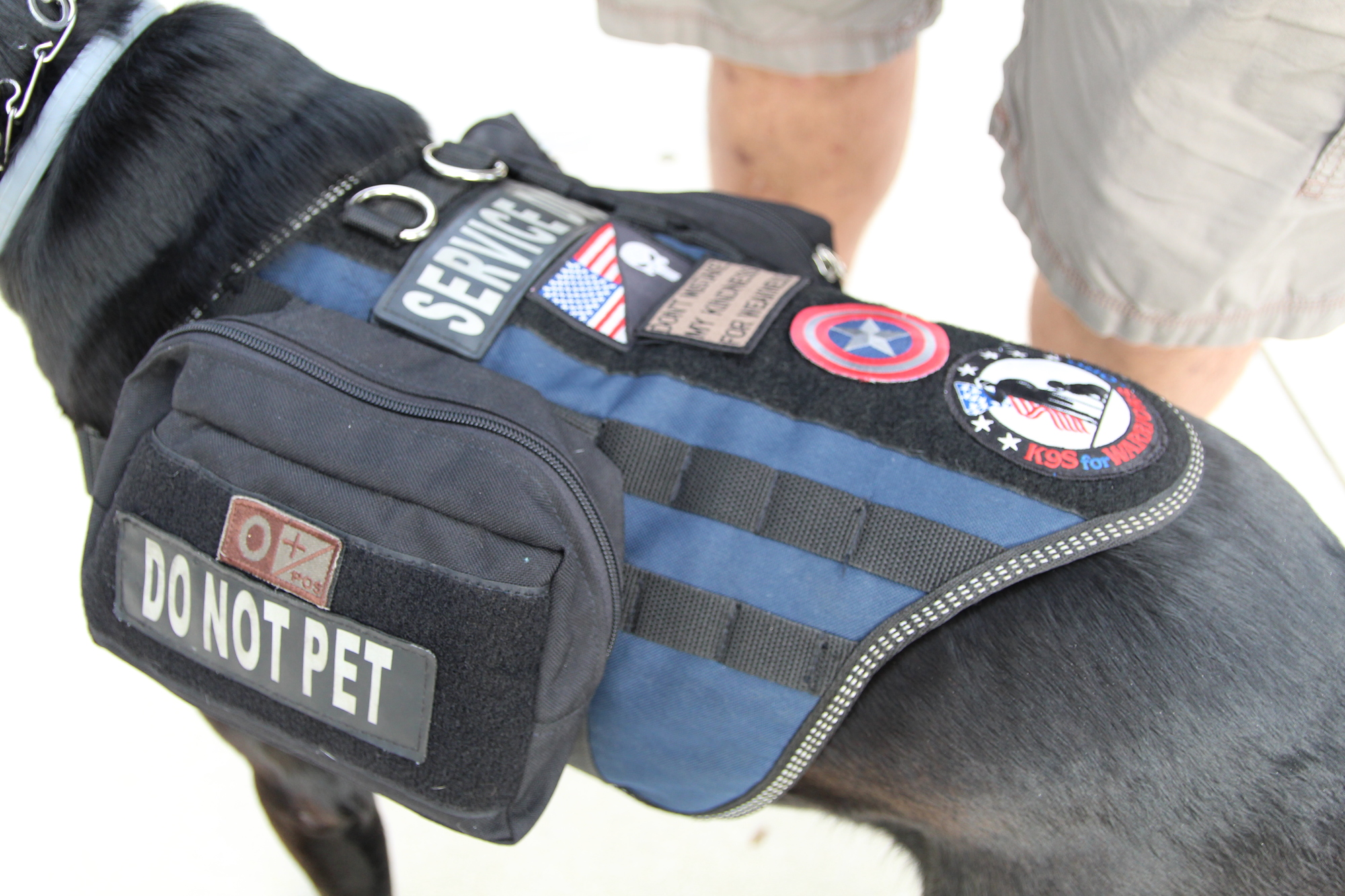 Slider, a 4-year-old black lab, wears a vest when he working, but Portell has embellished it with his own patches.