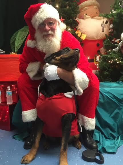 Bear was slightly struggling against Santa's hug...
