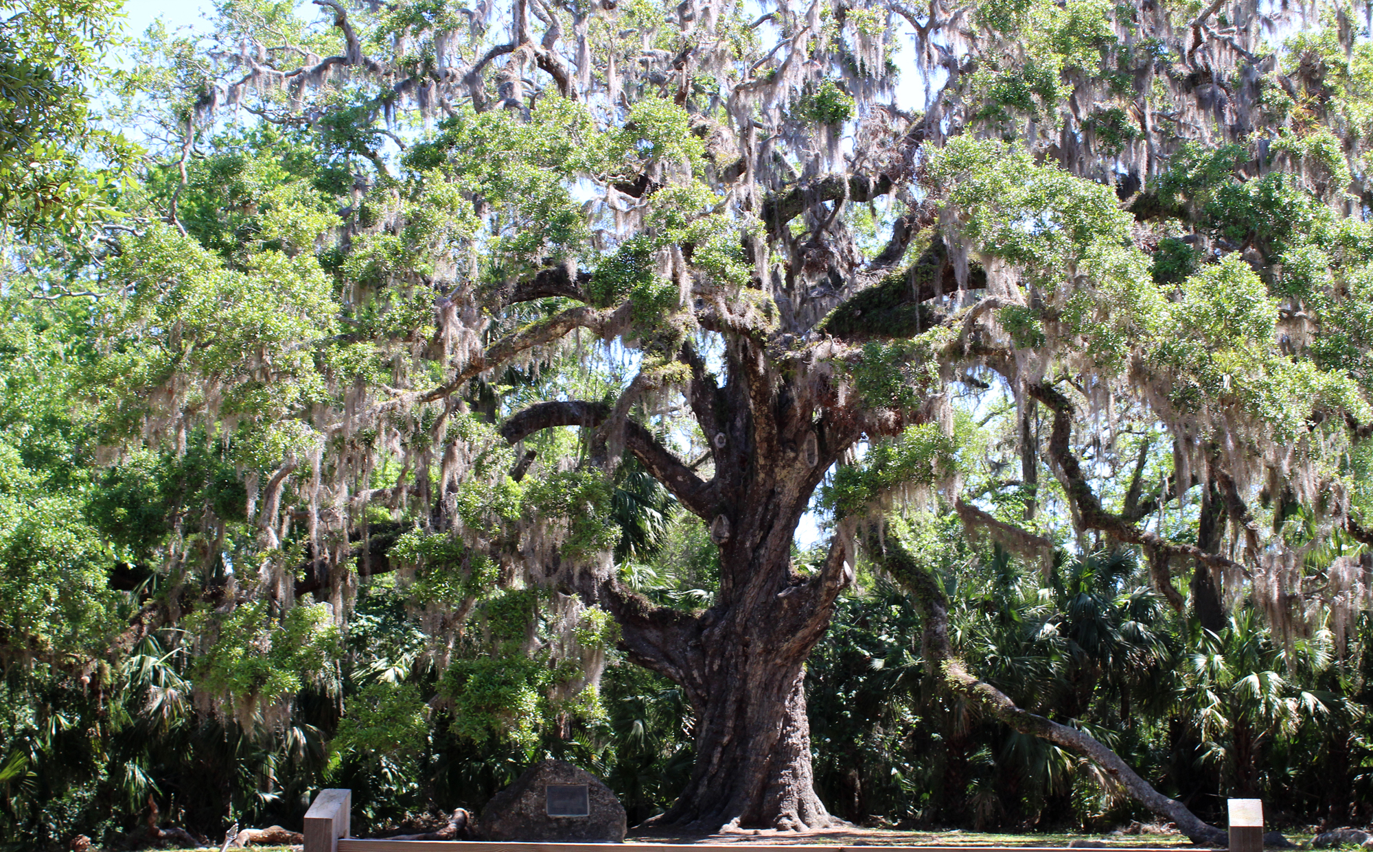 The Fairchild Oak drapped in Spanish Moss. Photo by Jacque Estes