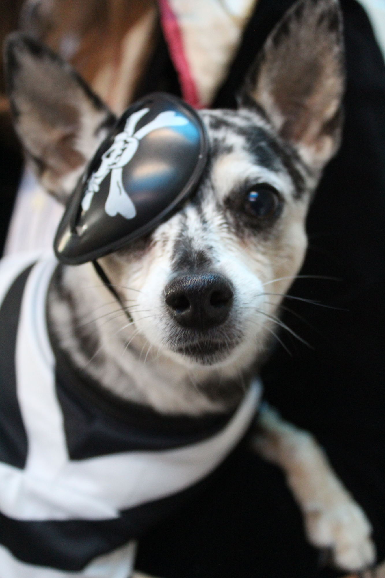 Magic the dog shows off his pirate side with an eye patch. Photo by Jarleene Almenas