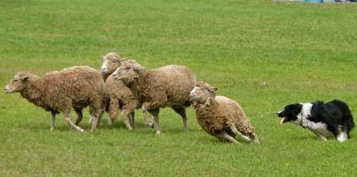 There will sheep herding demonstrations on April 17.