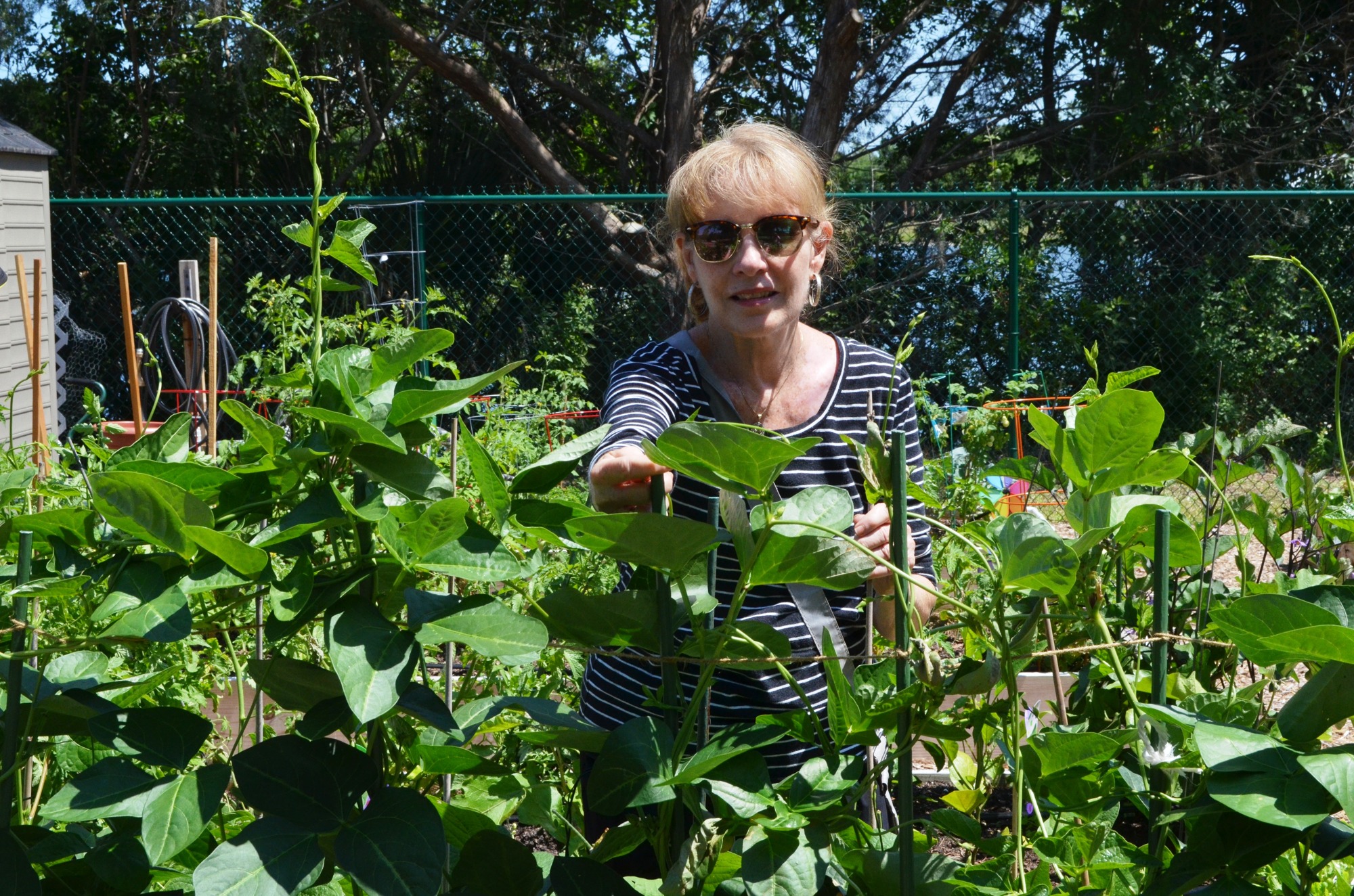 Arlene North checks her bean plants.