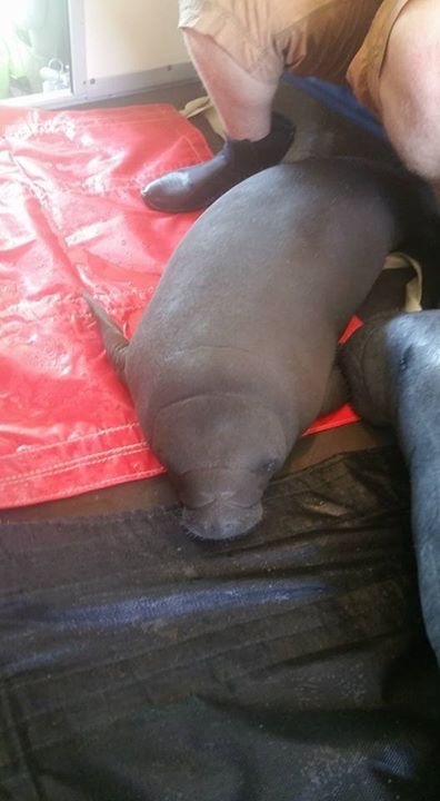 The manatees were rescued by volunteers and the Volusia County Marine Stranding Team (Courtesy photos).