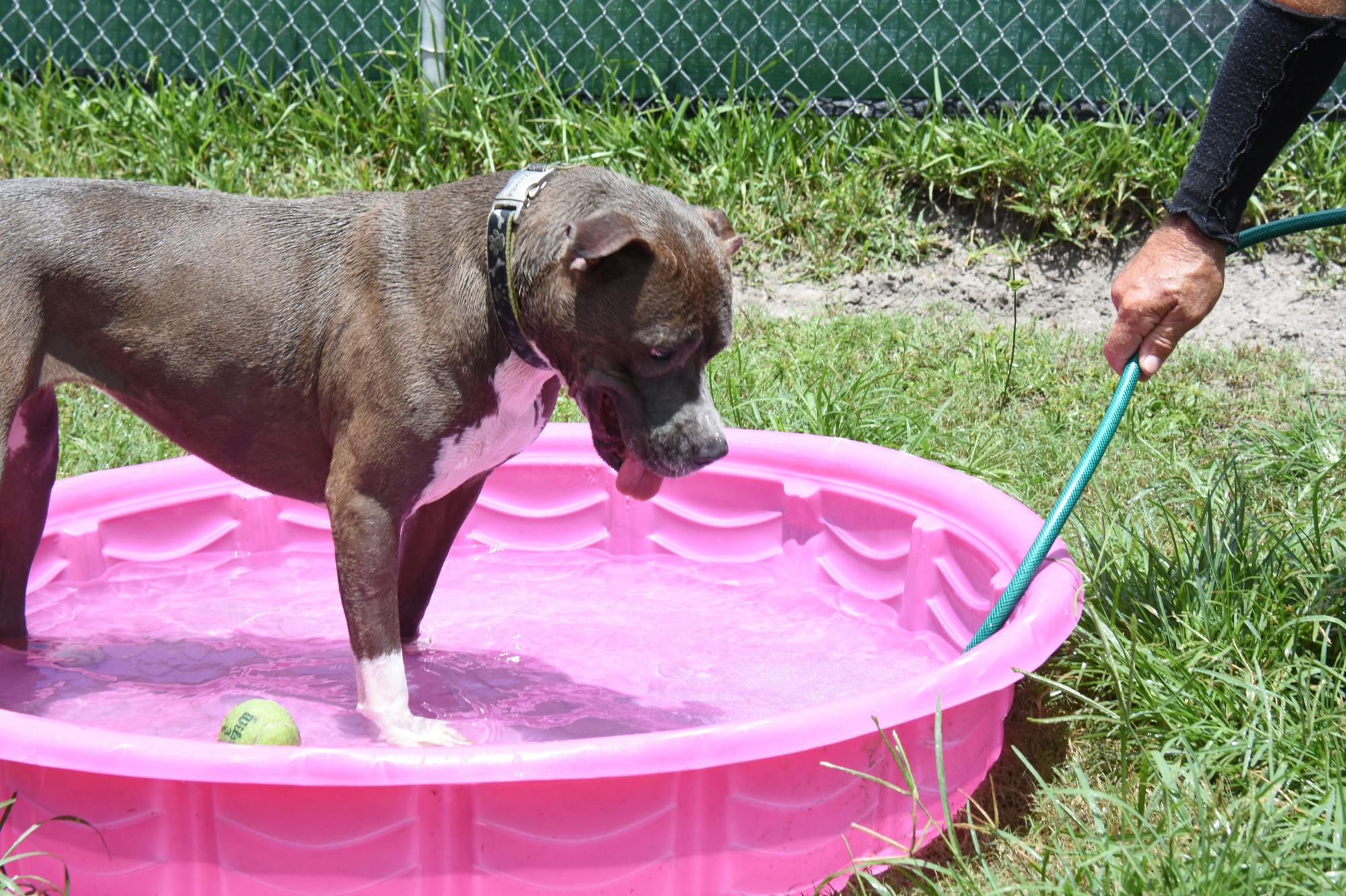 Sue loves to play, especially in the pool. Photo courtesy of Joleen Skerk