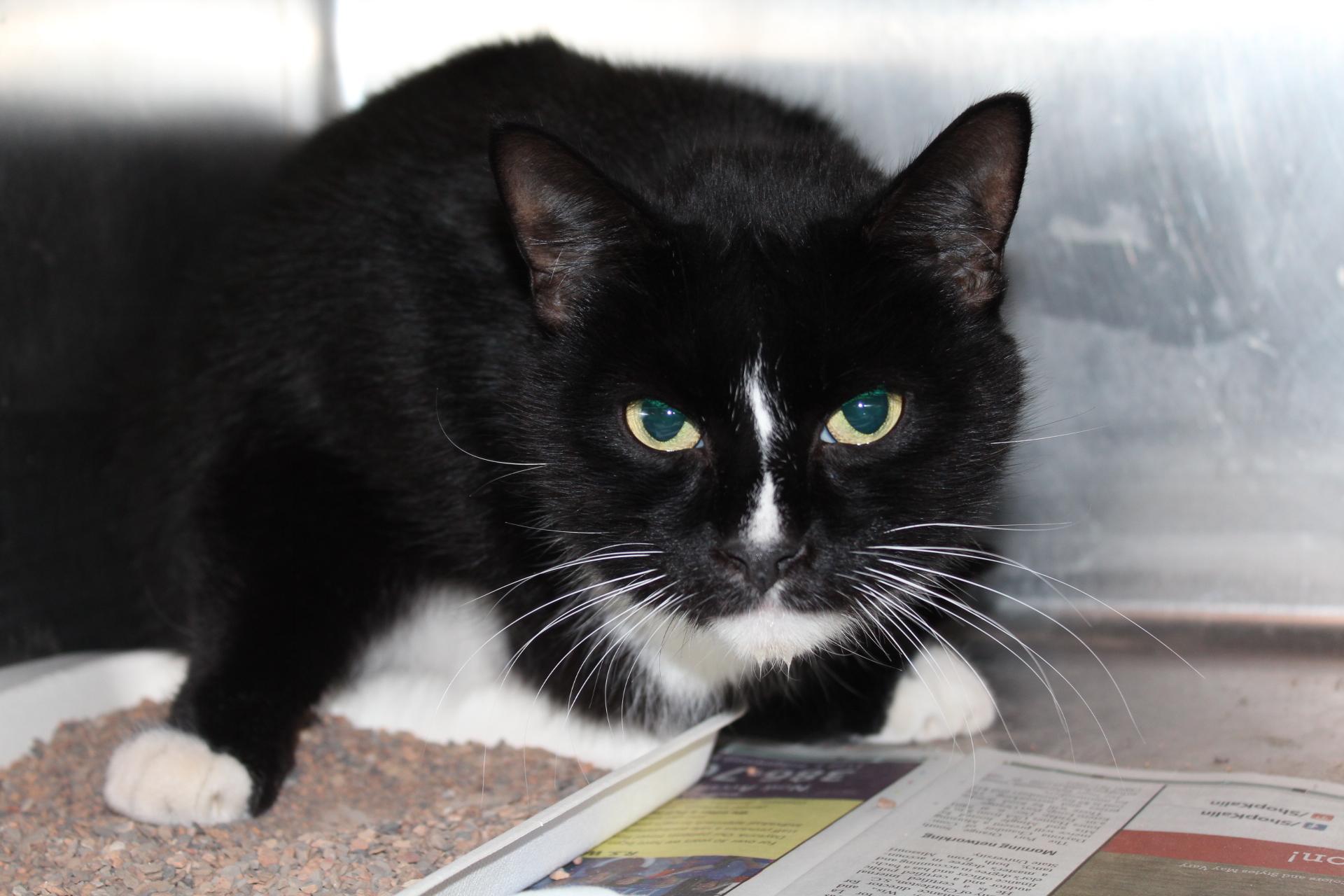 This is the third time Howard has been in the Observer, and he is still waiting for a home. Courtesy photo