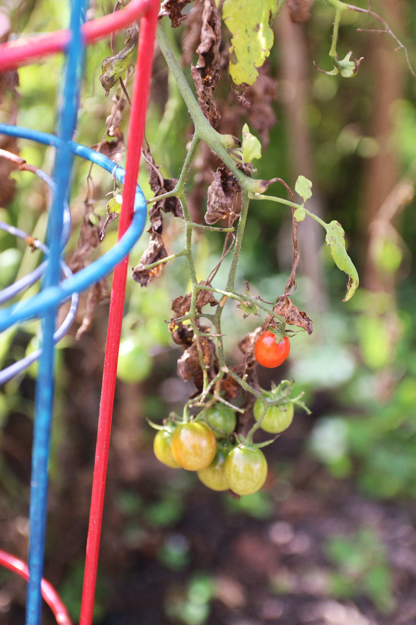 Cherry tomatoes are found all over different beds in the 601 Hammock Lane community gardens. Photo by Jarleene Almenas