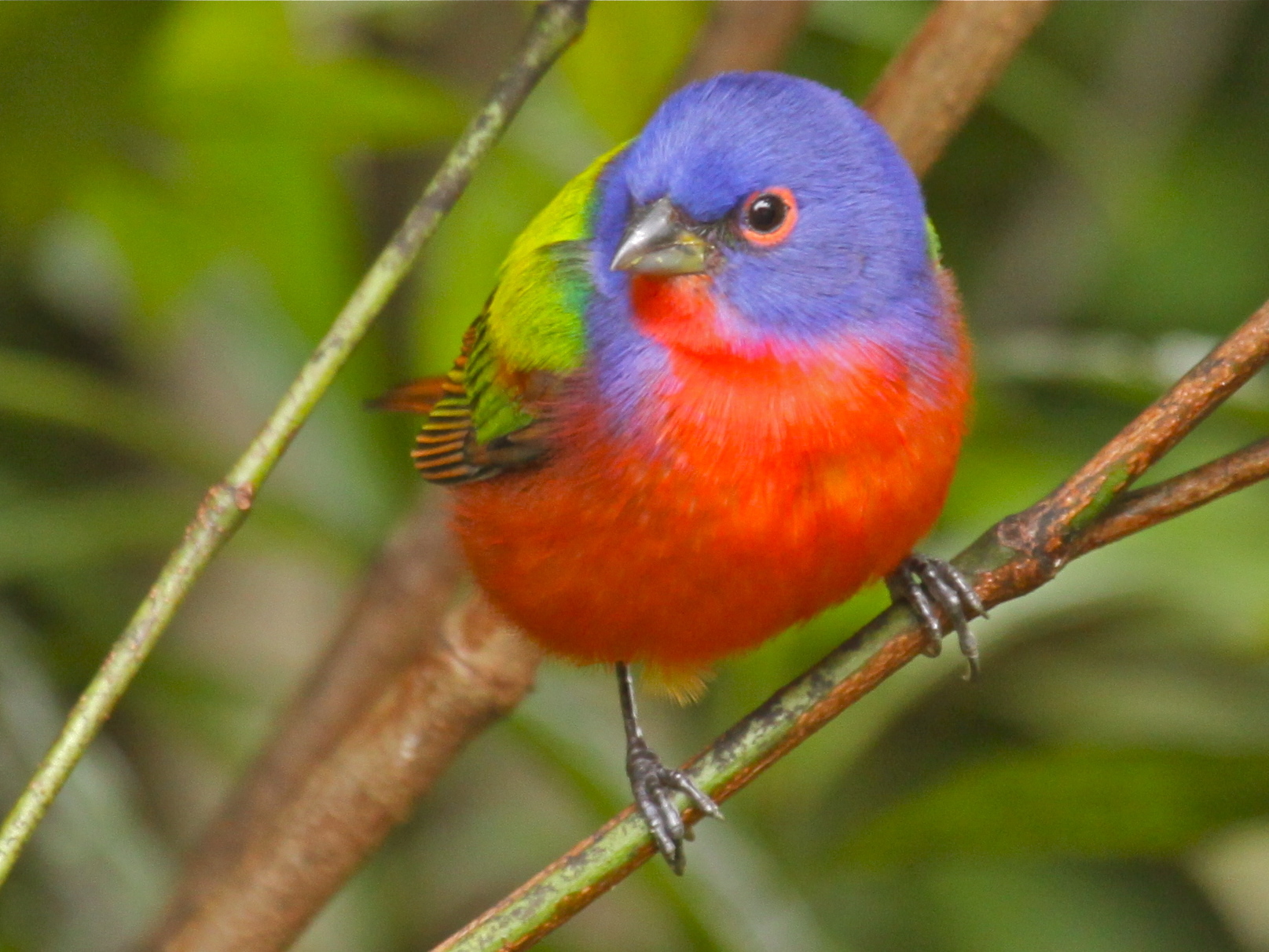 Tague once had a camper call painted buntings 
