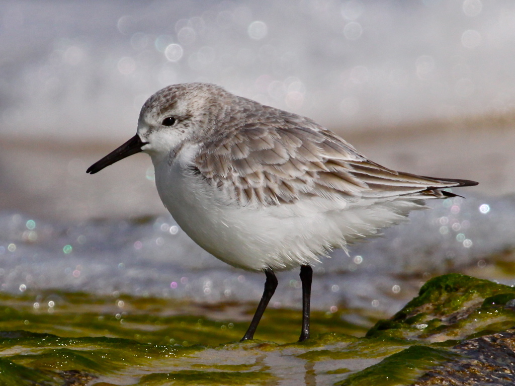 When Tague first visited Ormond, she went down to the beach and discovered sanderlings. Photo courtesy of Joan Tague
