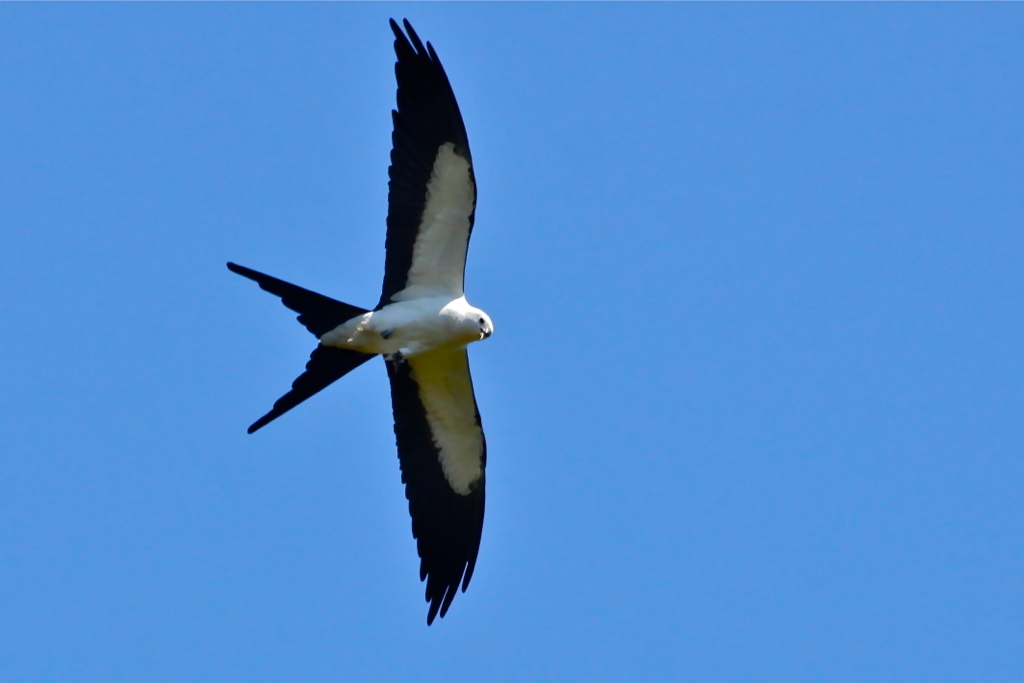Currently, swallow-tailed kites are one of Tague's favorite birds. Photo courtesy of Joan Tague