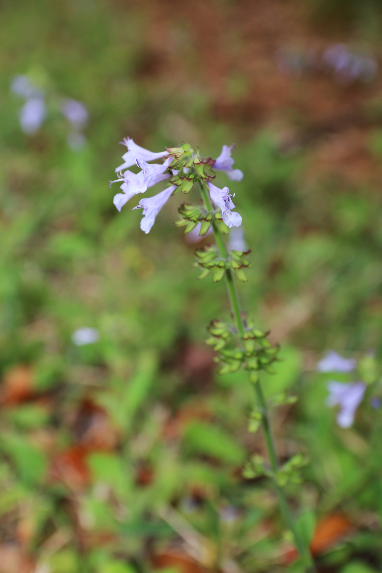 Wildflowers dot the grass at Vadner Park. Photo by Jarleene Almenas