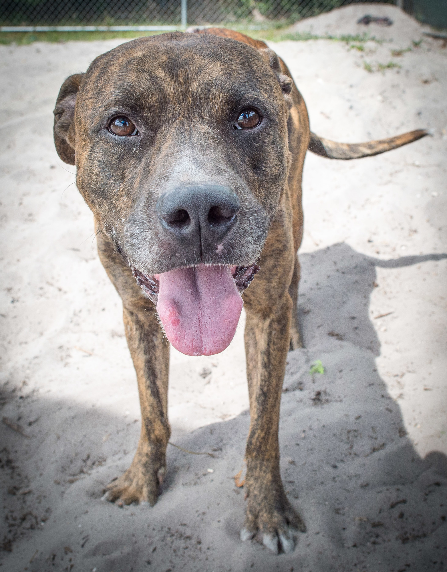 Rye is a 5-year-old Treeing Tennessee Brindle. Courtesy photo