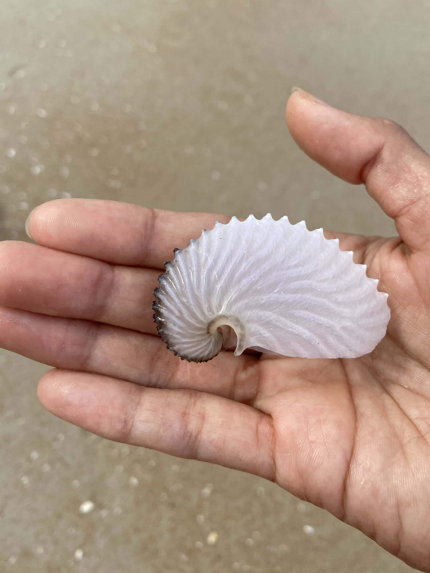 Danielle Robinson found this argonaut nautilus shell in Ormond-by-the-Sea. Courtesy photo
