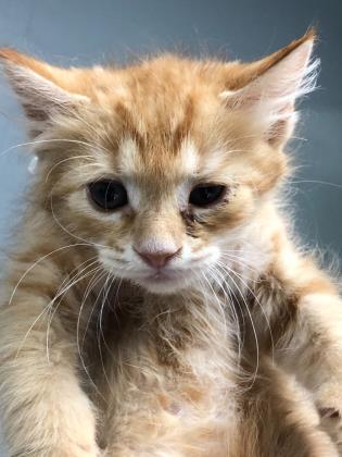 Morris is one of the many kittens at the Halifax Humane Society. Courtesy photo