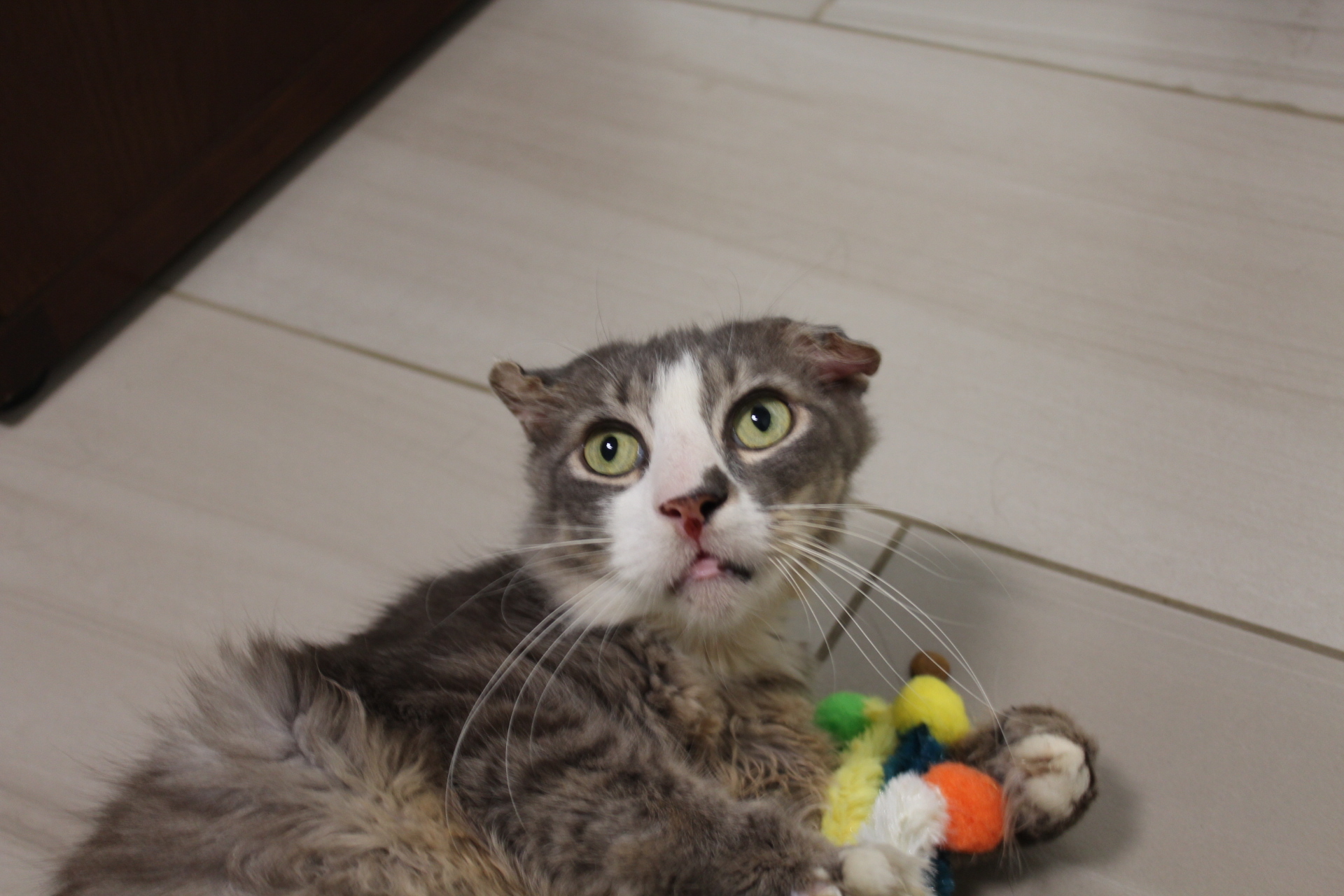 Despite being on the older side, Mush loves to play with toys. Courtesy photo