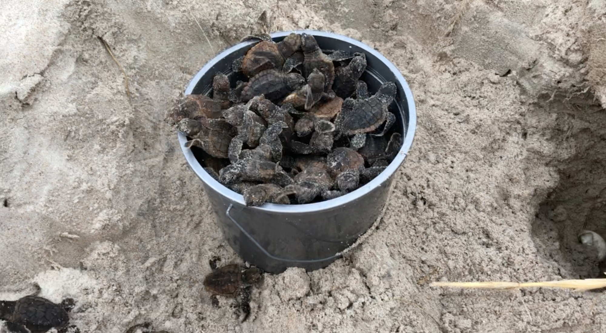 This year, Deena Delany discovered 84 live hatchlings in a nest that had been covered with railroad vine. Screenshot of video, courtesy of Deena Delaney