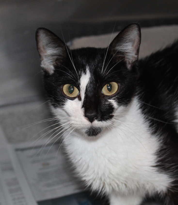 Serenity is a black and white domestic shorthair waiting for her forever family. Courtesy photo