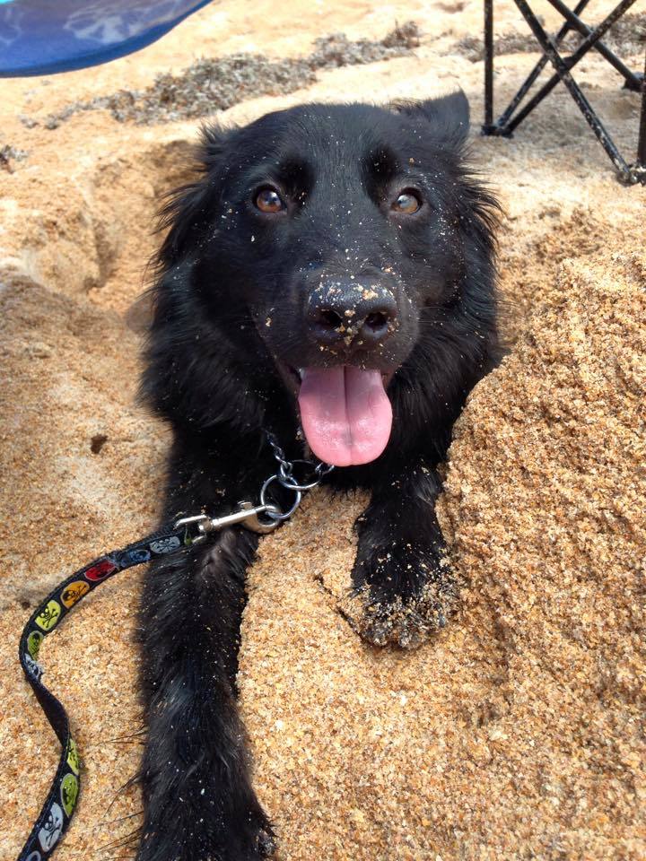 JoJo loves going to the beach with her adopted family. Courtesy photo