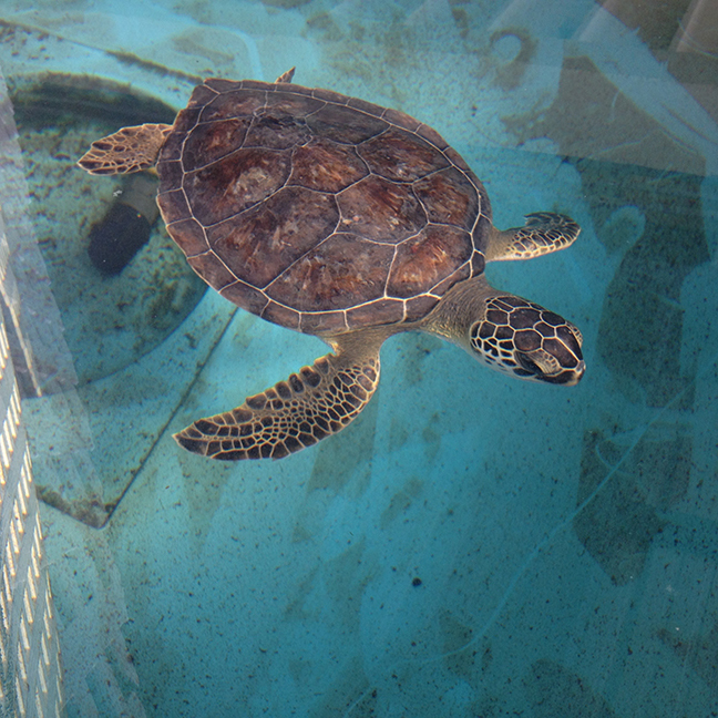Micklers spent one month at the Sea Turtle Hospital at Whitney Laboratory. Courtesy photo