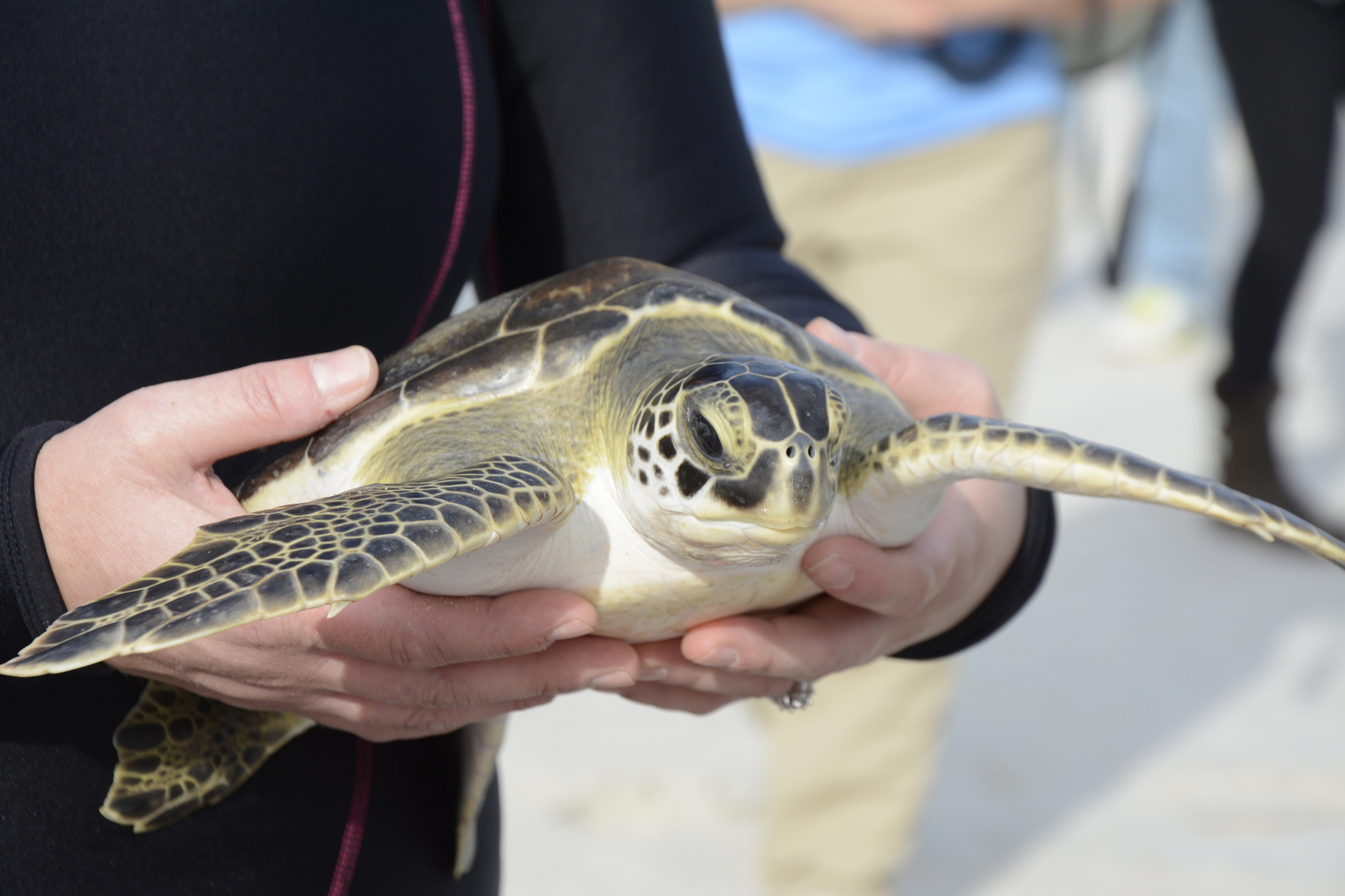 Estimated to be under five years of age, juvenile Green Sea Turtle, Micklers, was rescued and rehabilitated at the Sea Turtle Hospital at Whitney Laboratory. Now fully recovered he/she was released back into the ocean. Photos by Anastasia Pagello