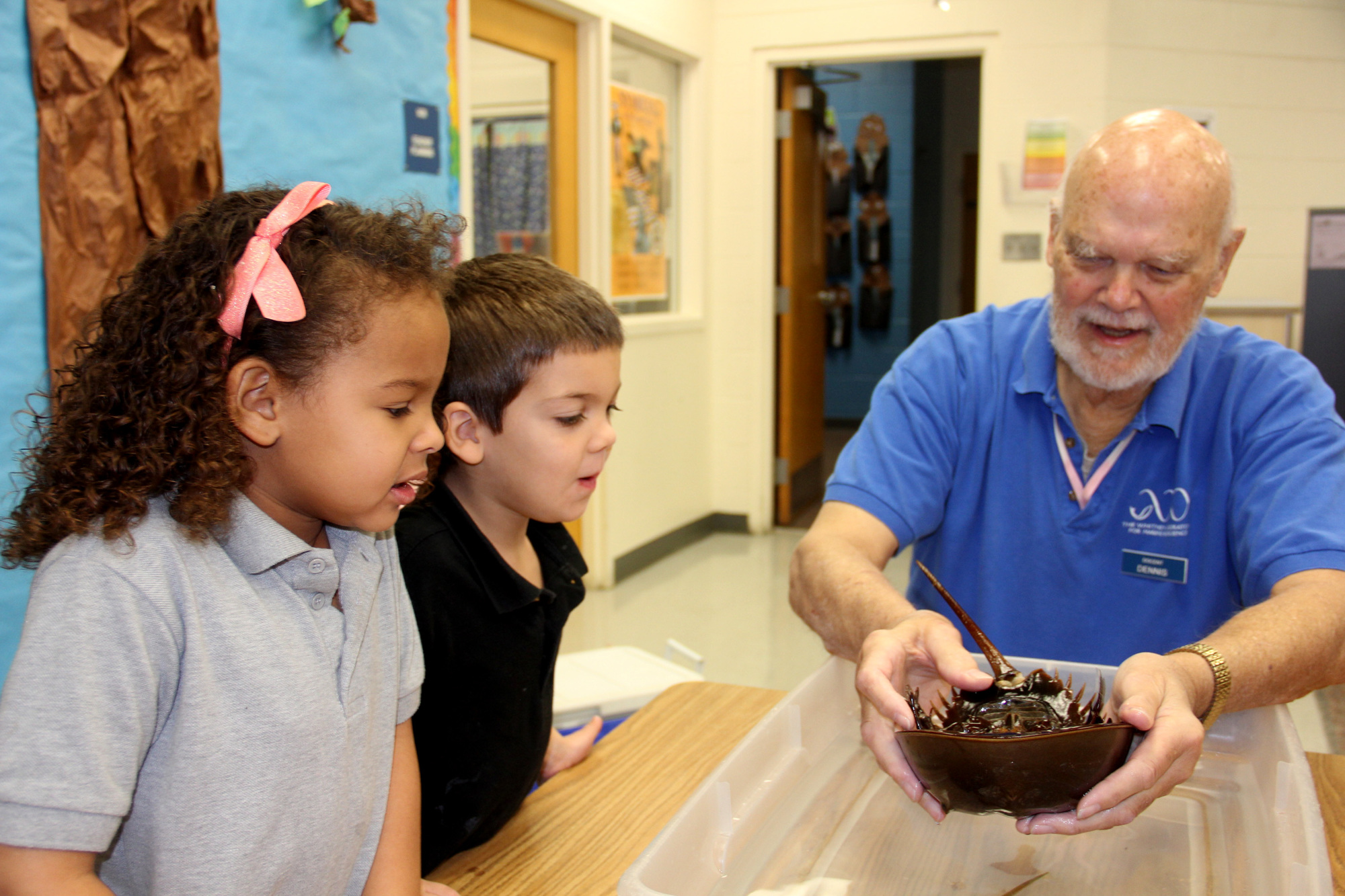 Whitney Laboratory docent Dennis Beynon lowers a horseshoe crab into a bin of water for Nala Graham and Sal Kilday. Photo Jacque Estes