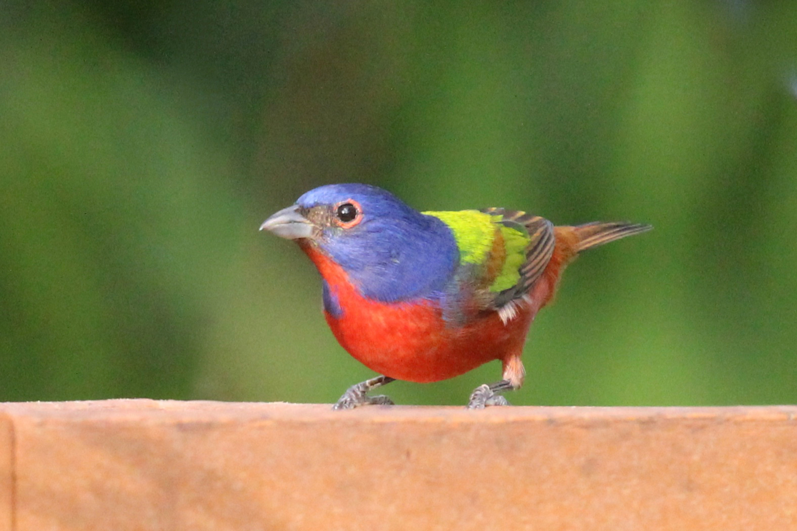 A painted bunting: one of the birds you can see in a Palm Coast backyard. Photo courtesy of Tamar Boorstin