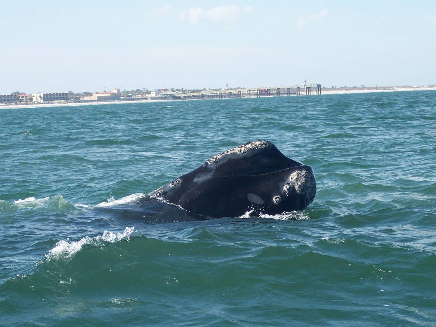 Right Whale Talks will be held on Dec. 15 and 16. Photo courtesy Frank Gromling