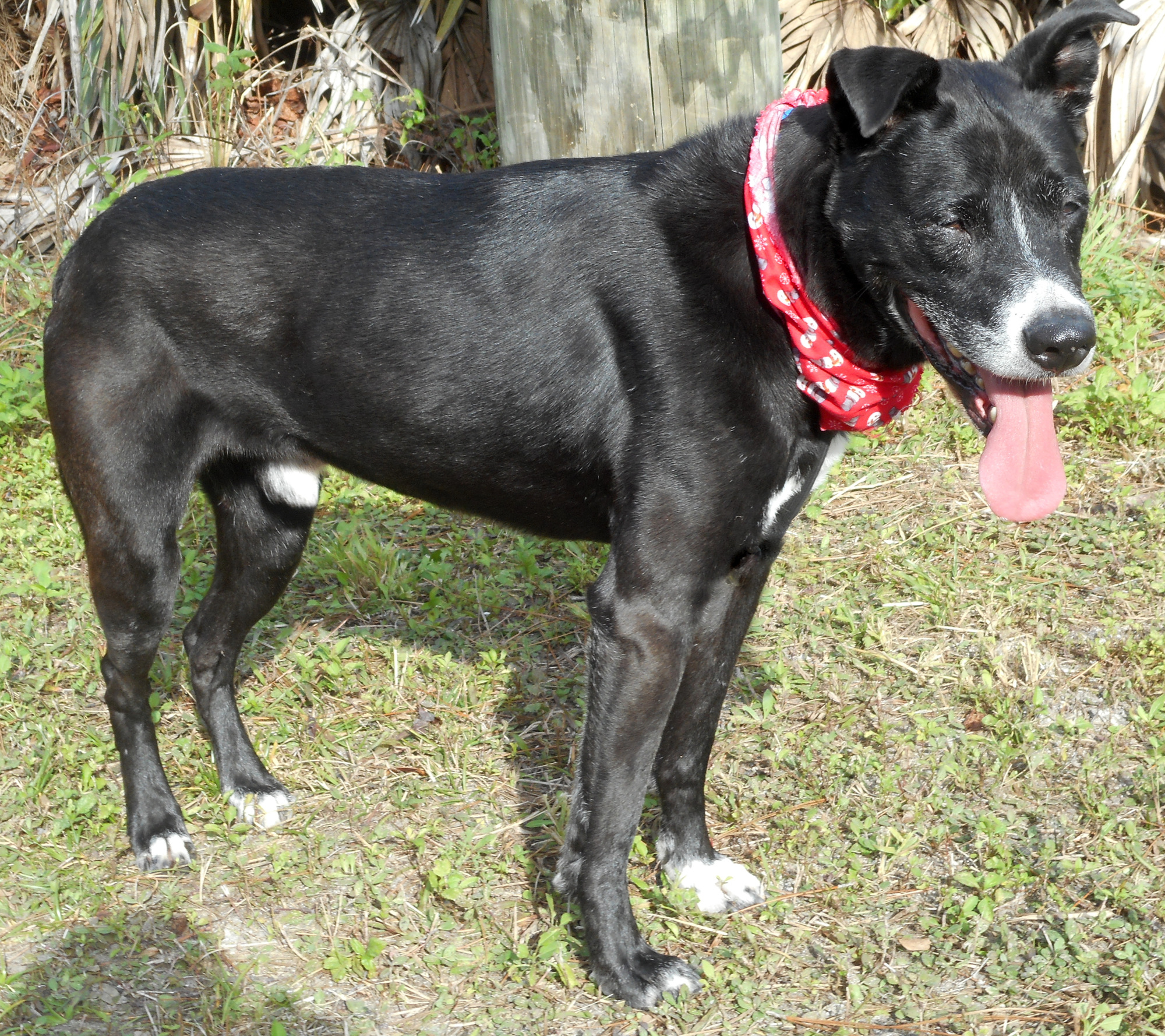 Bosco - 36635409, 9-year-old male Retriever mix. Photo courtesy of Katie Share