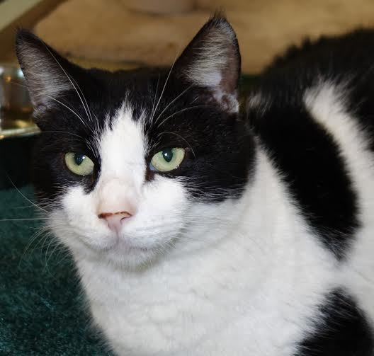 PJ, 30739956, is a male, 7-year-old, domestic short haired cat. Courtesy photo Flagler Humane Society