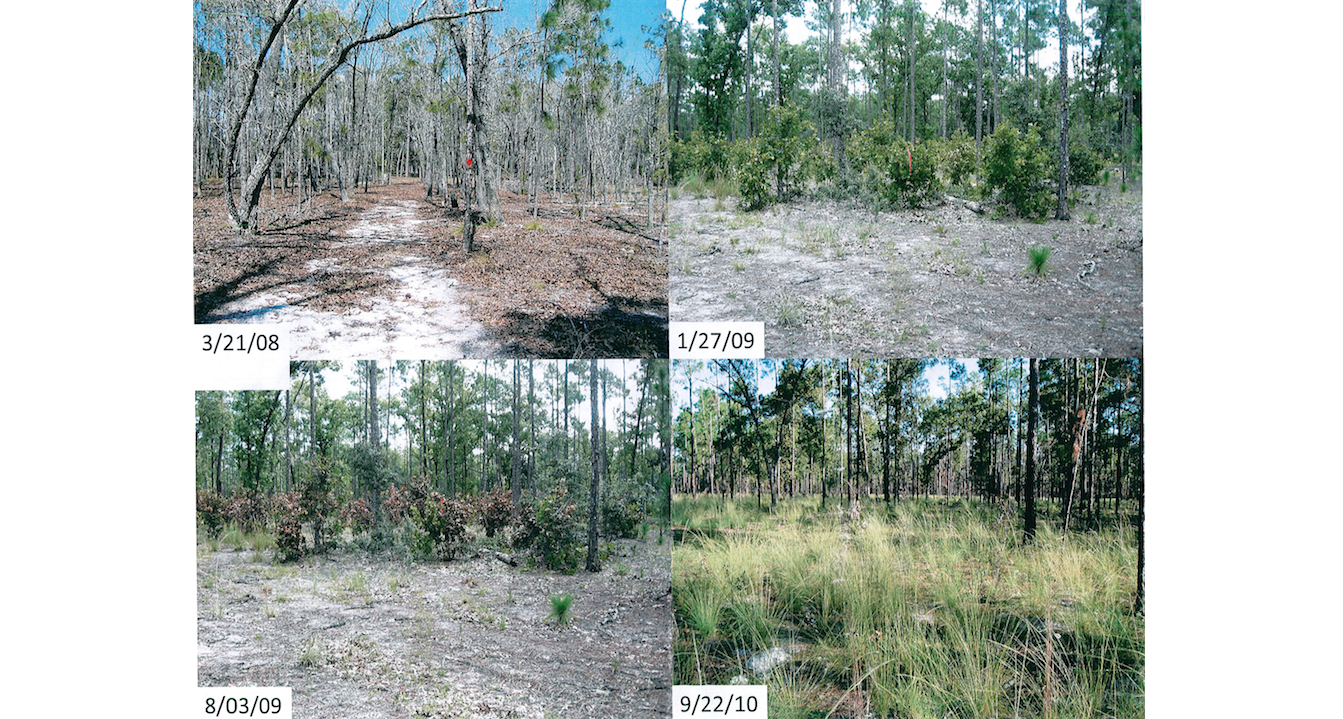 Restoration at a St. Johns Water Management District forest: The bare trees on the top left are hardwoods out of place in pine habitat. Herbicide was used to squash them (bottom left), and let native wiregrass return (bottom right). (Courtesy photo)