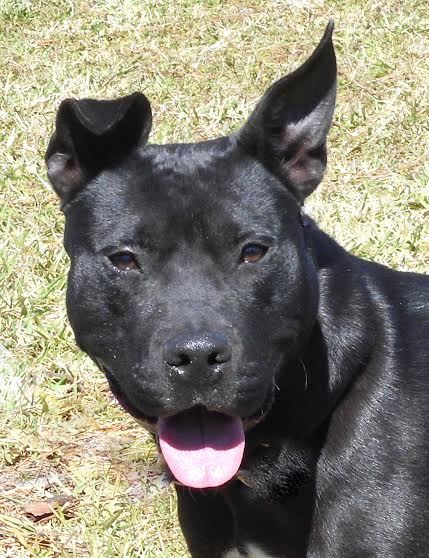 Cinder, 30976939, is an 18-month old maile terrier Labrador mix.. Courtesy photo