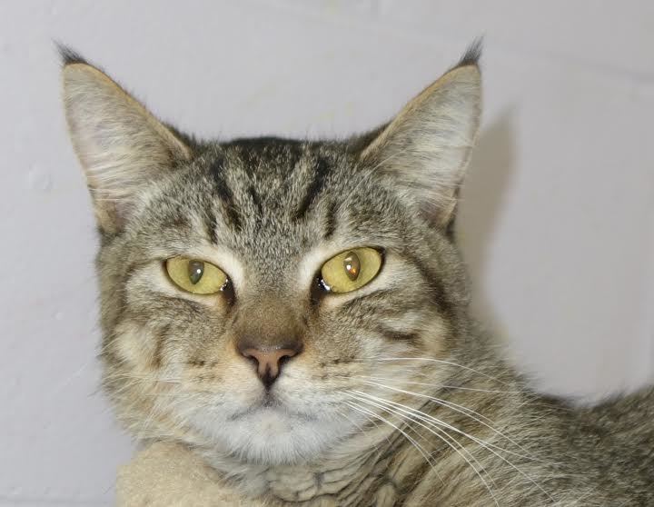 Tiny, 23107618, is a 2-year-old male domestic short haired cat. Courtesy photo