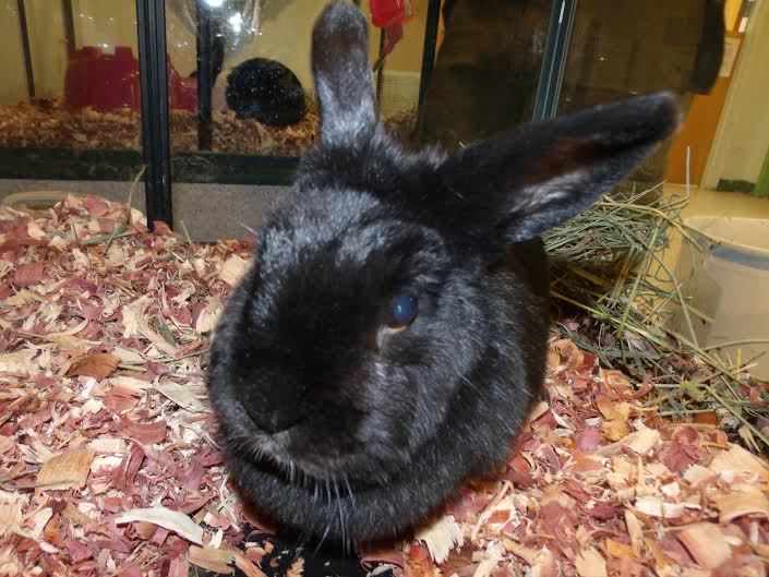 Adopt -- don't shop. Bugsy, 30403155, is a 4-year old black female rabbit at Flagler Humane Society. Courtesy photo