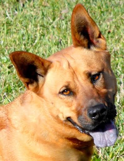 Celia, 24679556, is a 3-year-old female chow mix available at Flagler Humane Society. Courtesy