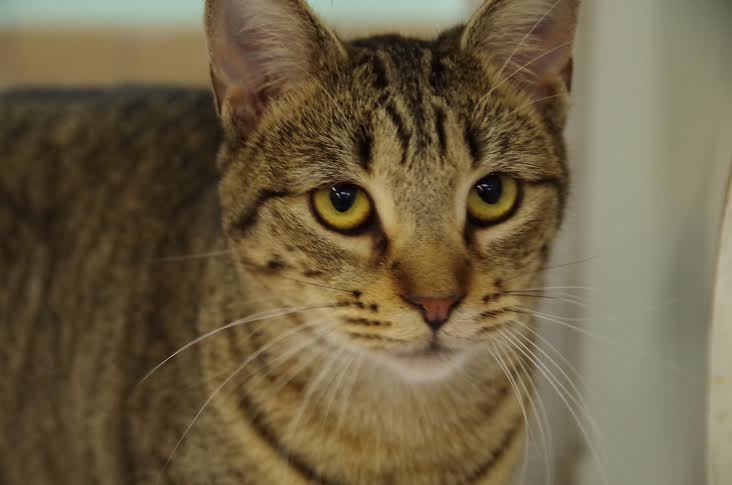 Lilo,  is a 2-year-old female domestic cat available Halifax Humane Sociey. Courtesy photo