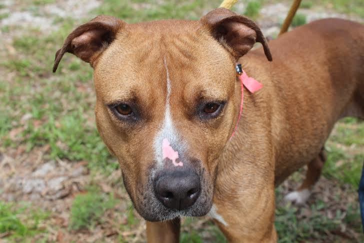 Molly,30844644, is a 4 -year-old female American Staffordshire terrier mix available at Halifax Humane Society. Courtesy photo