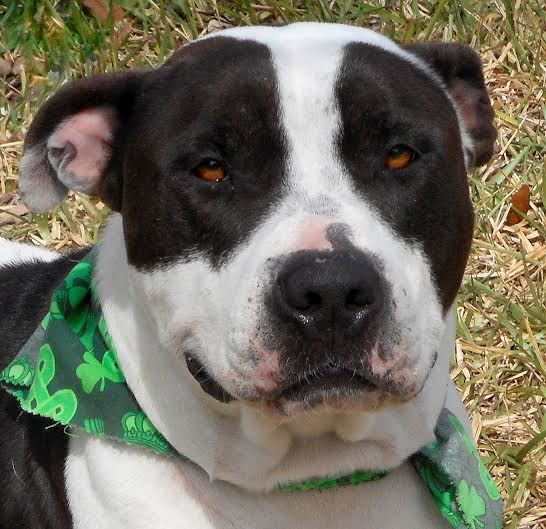 Xena, 13732307, is a 5-year-old female American Bulldog available at Flagler Humane Society. Courtesy photo