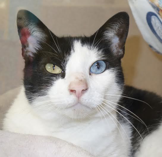 Zipper, 31013512, is a 4-year-old female cat available at Flagler Humane Society. Courtesy photo