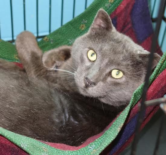 Bruiser, 27921701, is a 6-year-old male, Russian Blue cat, who is available for adoption at Flagler Humane Society. Courtesy photo.